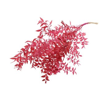 QC Gedroogde Ruscus | Kleur: Kerskleurig | Ruscus Droogbloemen | Lengte ± 70 centimeter | 10 takken per bos | Per bos