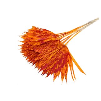 QC Gedroogde Palm Sun Spear | Kleur: Gespetterd Oranje Rood | Palmbladeren in Waaiervorm | Lengte ± 50 centimeter | 10 takken per bos | Per bos