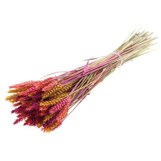 QC Gedroogde Tarwe “Kleurrijk 10” | Kleur: Gemengde Kleuren | Triticum Droogbloemen | Lengte ± 60 centimeter | Gewicht 220 gram | Per bos