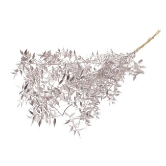 QC Gedroogde Ruscus | Kleur: Champagnekleurig | Ruscus Droogbloemen | Lengte ± 70 centimeter | 10 takken per bos | Per bos