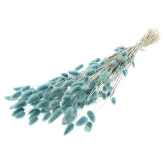 QC Gedroogde Hazenstaartjes Premium | Kleur: Lichtblauw | Lagurus Ovatus droogbloemen | Lengte ± 70 centimeter | Gewicht 100 gram | Per bos