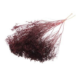 QC Gedroogde Broom Bloom | Kleur: Bordeauxrood | Brem Droogbloemen | Lengte ± 50 centimeter | Gewicht 100 gram | Per bos