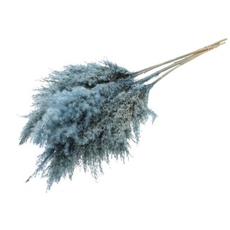 QC Gedroogde Pampas Pluimen | Kleur: Frosted Lichtblauw | Pampas Droogbloemen | Lengte ± 100 centimeter | 5 pluimen per bos | Per bos