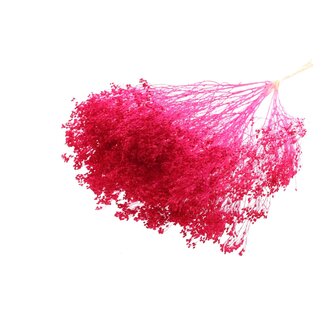 QC Gebleekte Gedroogde Broom Bloom | Kleur: Kerskleurig | Brem Droogbloemen | Lengte ± 50 centimeter | Gewicht 100 gram | Per bos