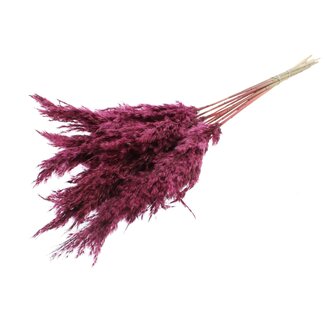 QC Gedroogde Pampas Pluimen | Kleur: Bordeauxrood | Pampas Droogbloemen | Lengte ± 70 centimeter | 10 pluimen per bos | Per bos