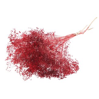 QC Gedroogde Broom Bloom | Kleur: Rood | Brem Droogbloemen | Lengte ± 50 centimeter | Gewicht 100 gram | Per bos