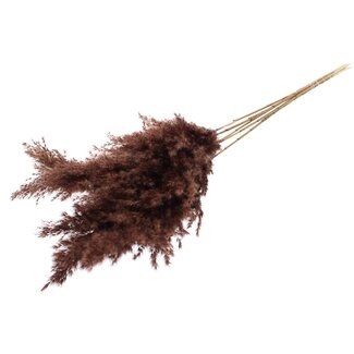 QC Gedroogde Pampas Pluimen | Kleur: Bruin | Pampas Droogbloemen | Lengte ± 100 centimeter | 5 pluimen per bos | Per bos