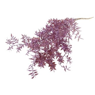 QC Gedroogde Ruscus | Kleur: Milkapaars | Ruscus Droogbloemen | Lengte ± 70 centimeter | 10 takken per bos | Per bos