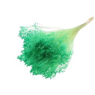 QC Gebleekte Gedroogde Broom Bloom | Kleur: Lichtgroen | Brem Droogbloemen | Lengte ± 50 centimeter | Gewicht 100 gram | Per bos