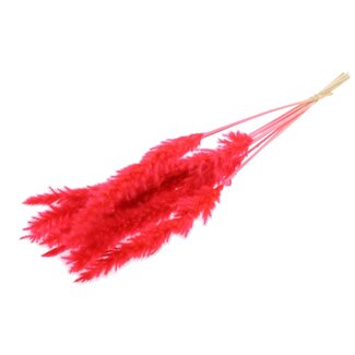 QC Gedroogde Gebleekte Fluffy Pampas Pluimen | Kleur: Koraalkleurig | Lengte ± 70 centimeter | 10 pluimen per bos | Per bos