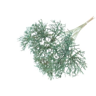 QC Dry Tree op stok | Kleur: Mintgroen | Dry Tree Bijsteker | Lengte bijsteker ± 50 centimeter | 10 bijstekers per bos