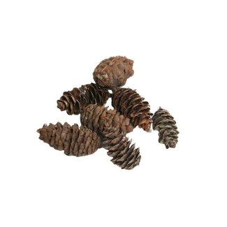 HBXD Pinecone Douglas 5kg