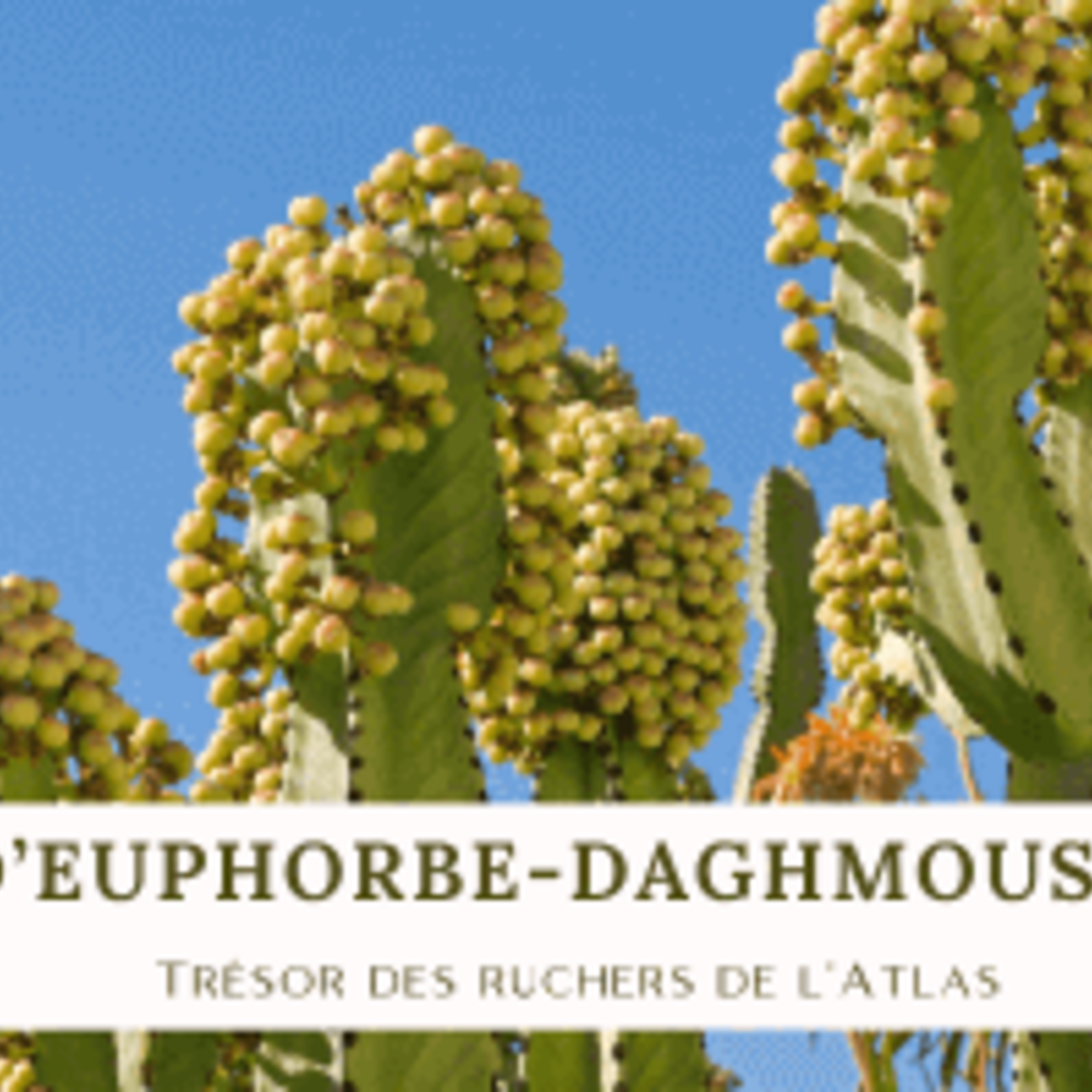 Miel d'Euphorbe (Deghmous) certifié Bio-250g