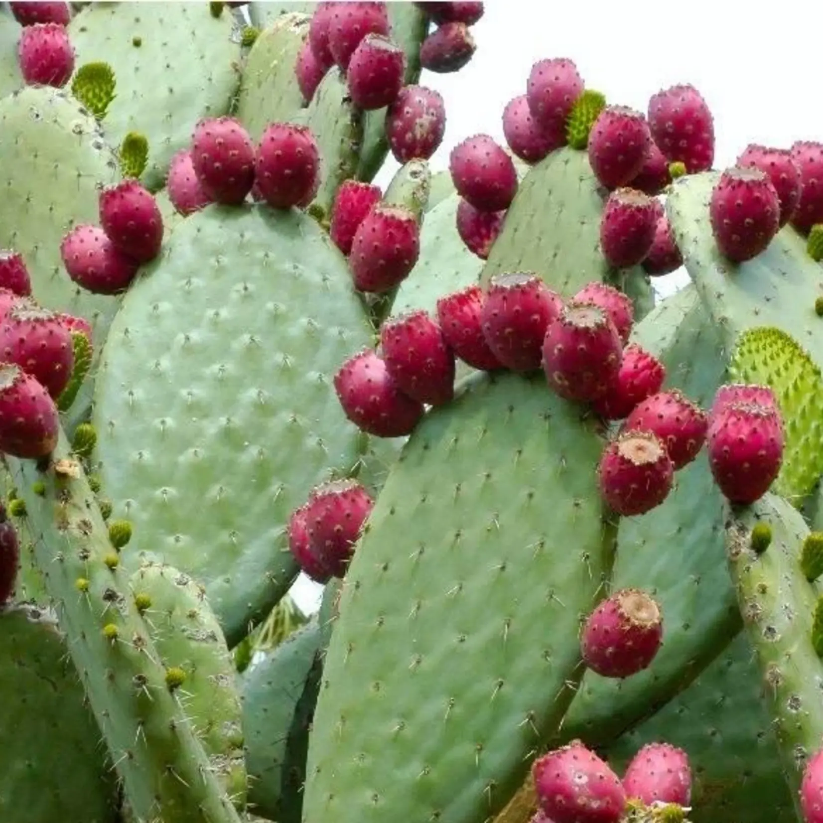 Organic Prickly Pear and Argan Oil Cream-100g