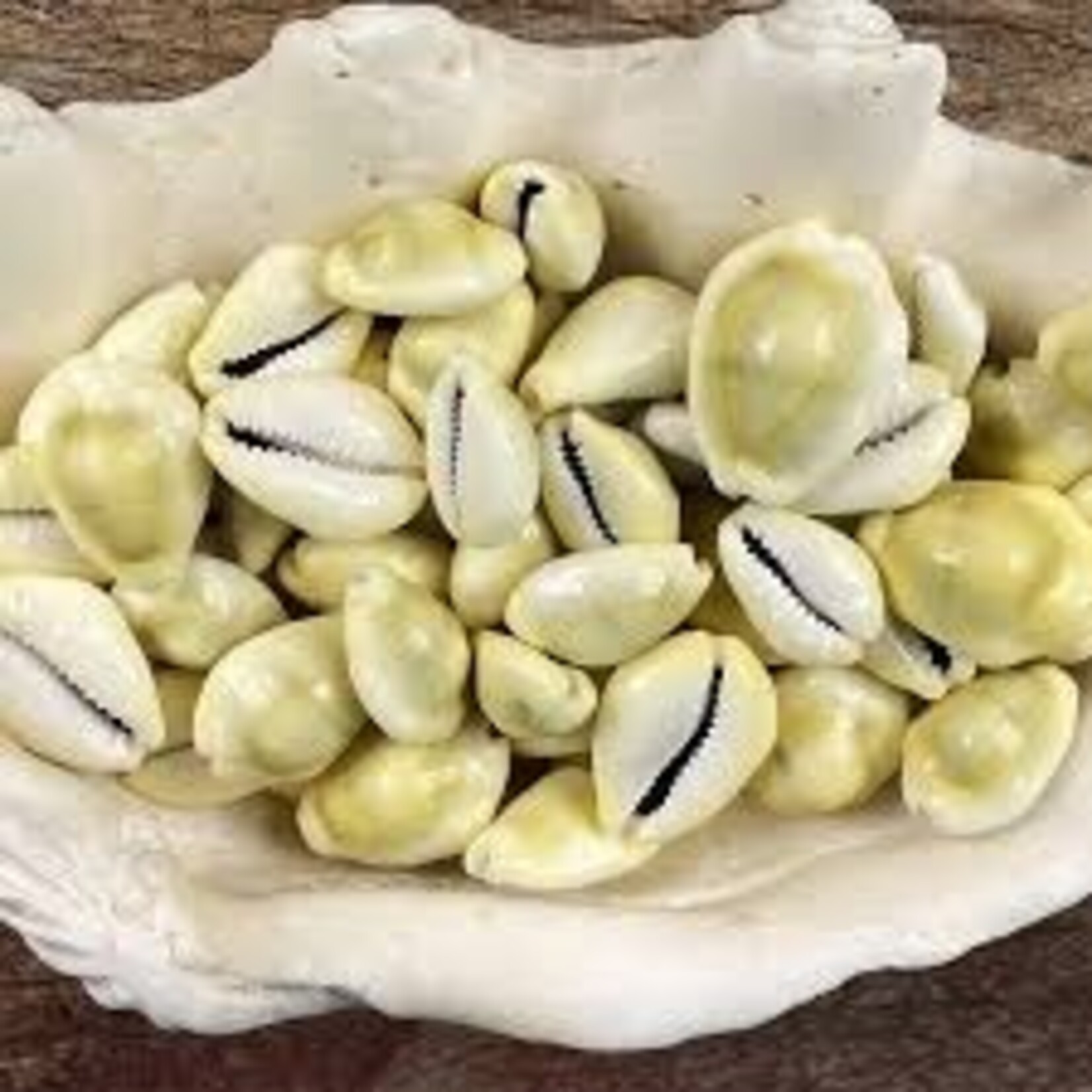 Crème de Cypraea et Escargot Bio-100g