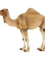 Mojo Mojo Arabian Camel