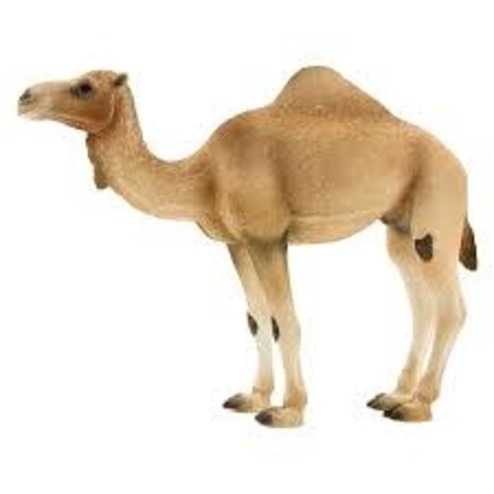 Mojo Mojo Arabian Camel