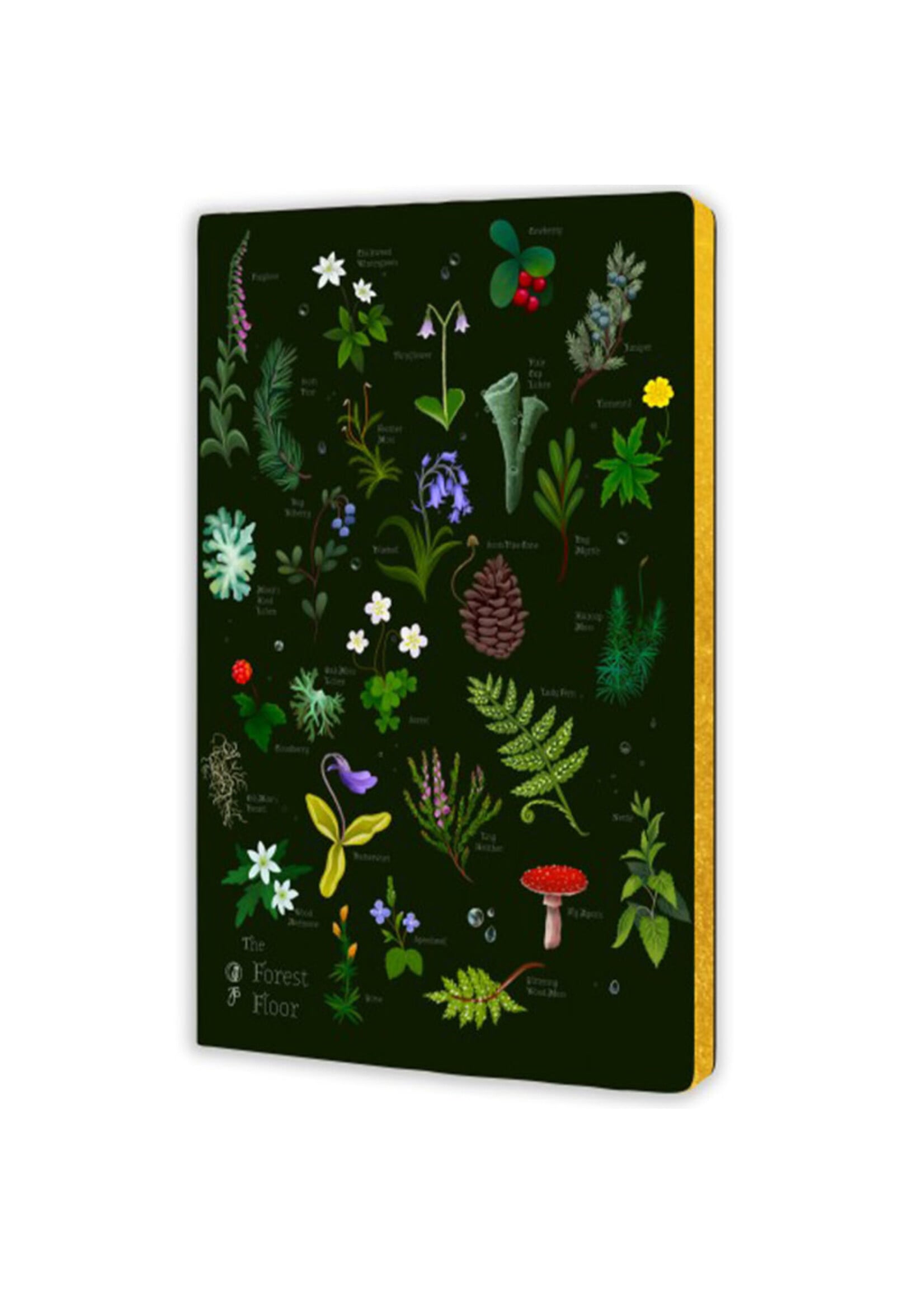 Flame tree Flametree notebook The forest floor