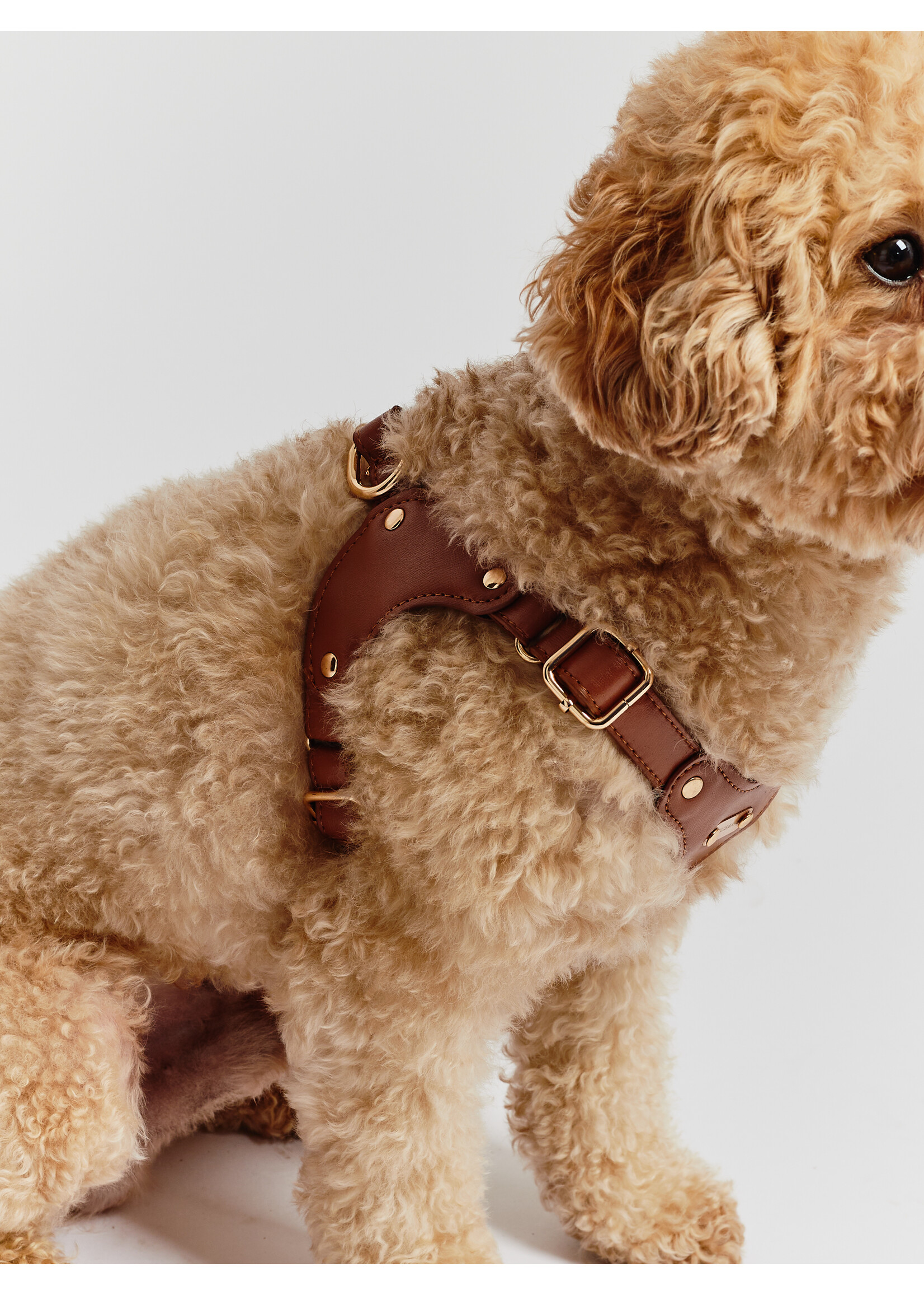 KUSAKA Classy KUSAKA Harness - Toffee Brown