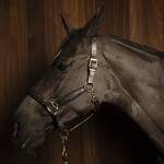 PUISSANCE HALTER-MODEL 3 LEATHER BROWN BRASS
