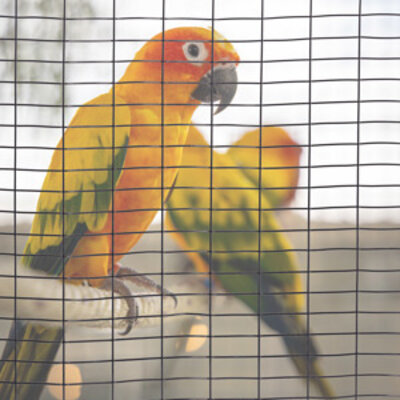 Rete da voliera Rete da voliera