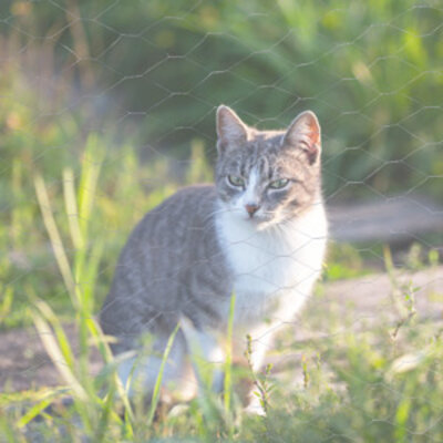Recinzioni per gatti Recinzioni per gatti