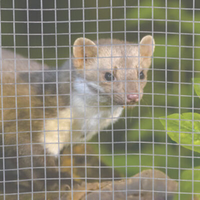 Rete contro martore Rete contro martore