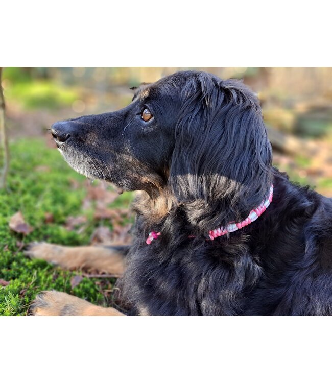 DIY anti-tick collare Piggy Pink/Pastel Rosa