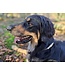 DIY anti-tick collare Meadow Brown/Pastel Creme