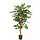 Ficus Benjamina 150cm excl. sierpot groen