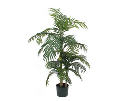 Palm Areca Golden Cane 150 cm groen