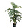 Palm Areca Golden Cane 150 cm groen