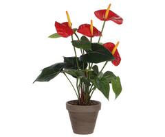 Mica Anthurium (groen, rood)