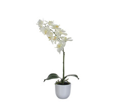 Mica Phalaenopsis orchidee 60cm (groen, wit)