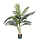 Palm Areca Golden Cane 120 cm groen