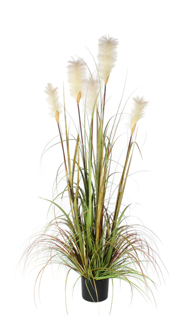 Mica Pluimgras Foxtail 150cm groen