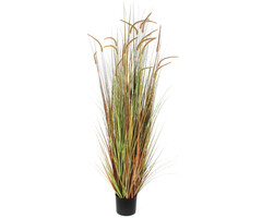 Mica Pluimgras Dogtail 180cm groen