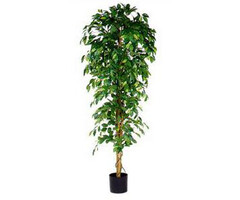 Mica Ficus Benjamina 210cm excl. sierpot groen