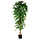 Ficus Benjamina 210cm excl. sierpot groen