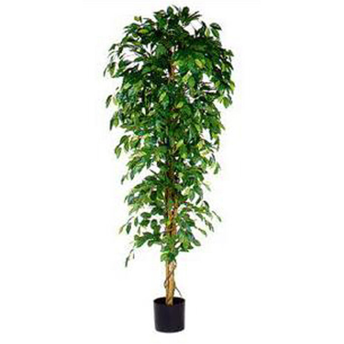 Mica Ficus Benjamina 210cm excl. sierpot groen