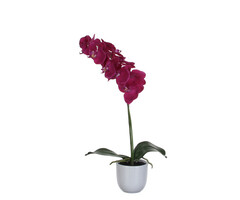 Mica Phalaenopsis orchidee 60cm (groen, paars)