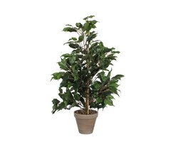 Mica Ficus Exotica 65cm groen