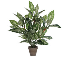 Mica Dieffenbachia groen bont