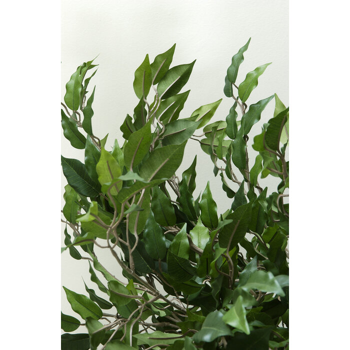 Mica Ficus Benjamina 150cm excl. sierpot groen