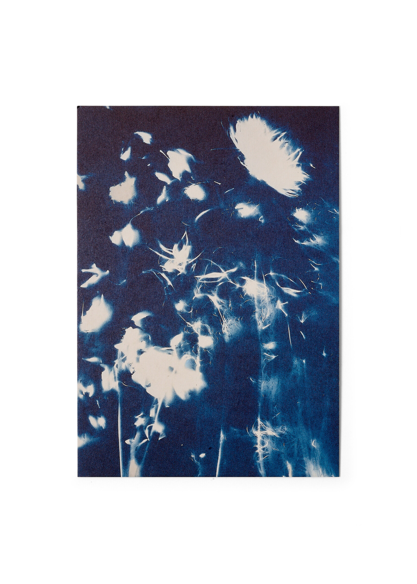 Karte / Print DIN A5, CYANOTYPE – fleurs séchées N°4, inkl. Couvert