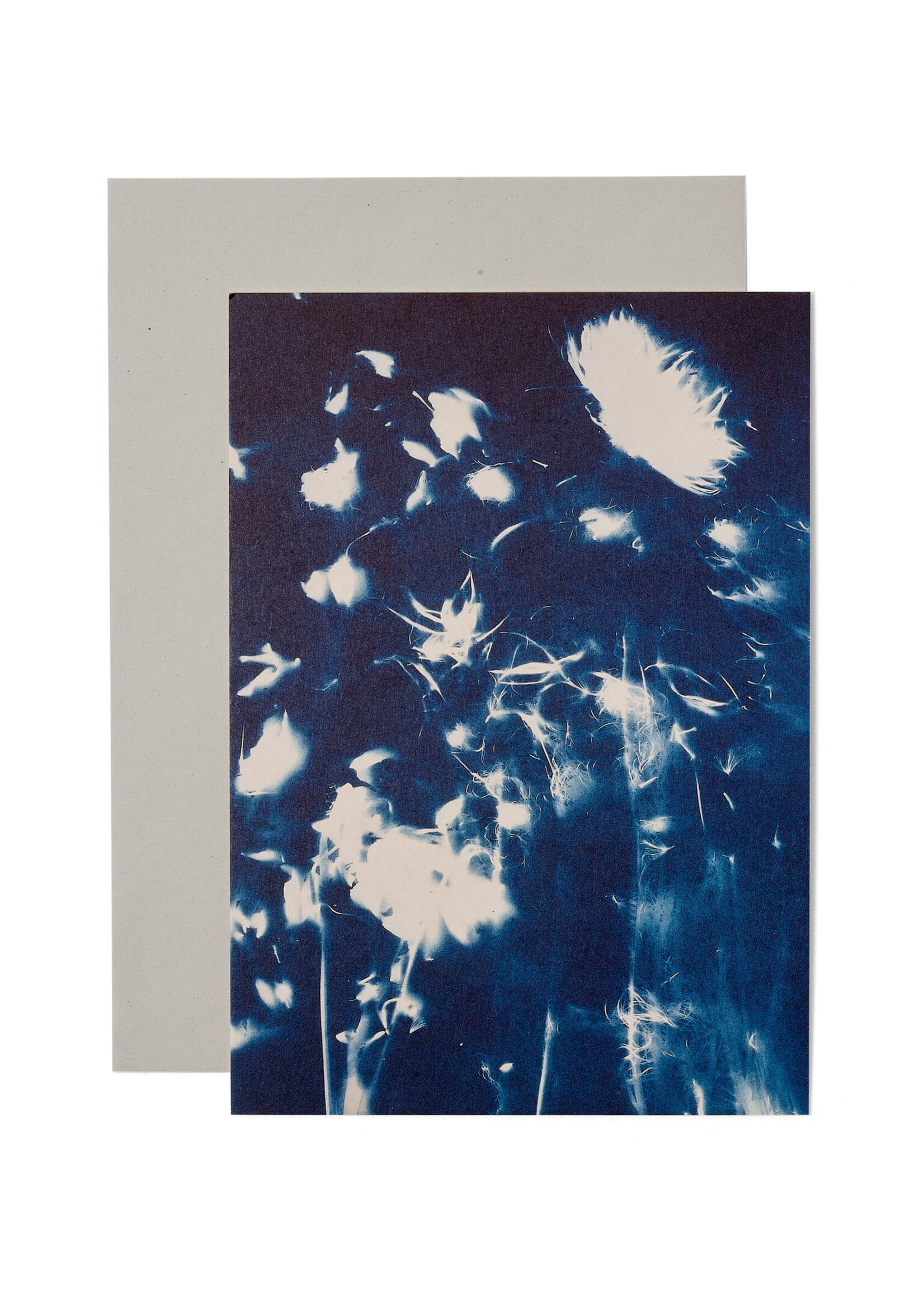 Karte / Print DIN A5, CYANOTYPE – fleurs séchées N°4, inkl. Couvert