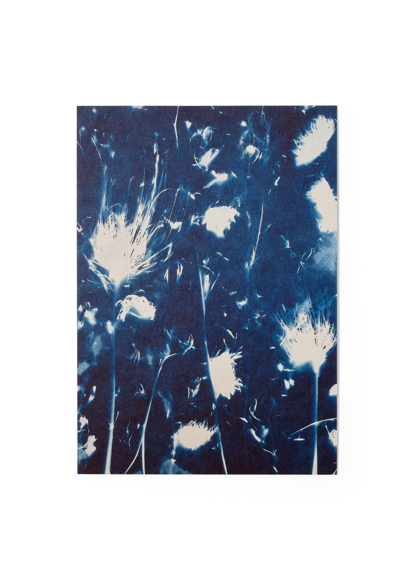 Karte / Print DIN A5, CYANOTYPE – fleurs séchées N°2, inkl. Couvert
