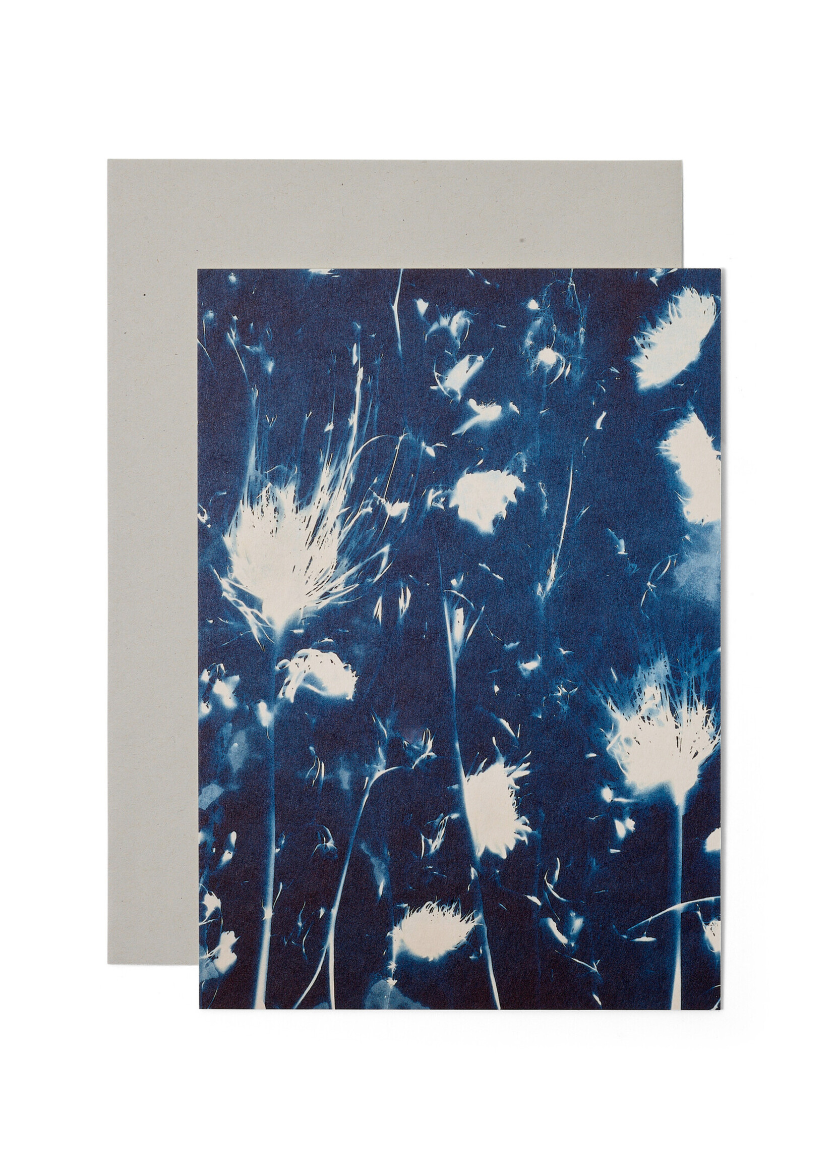 Karte / Print DIN A5, CYANOTYPE – fleurs séchées N°2, inkl. Couvert