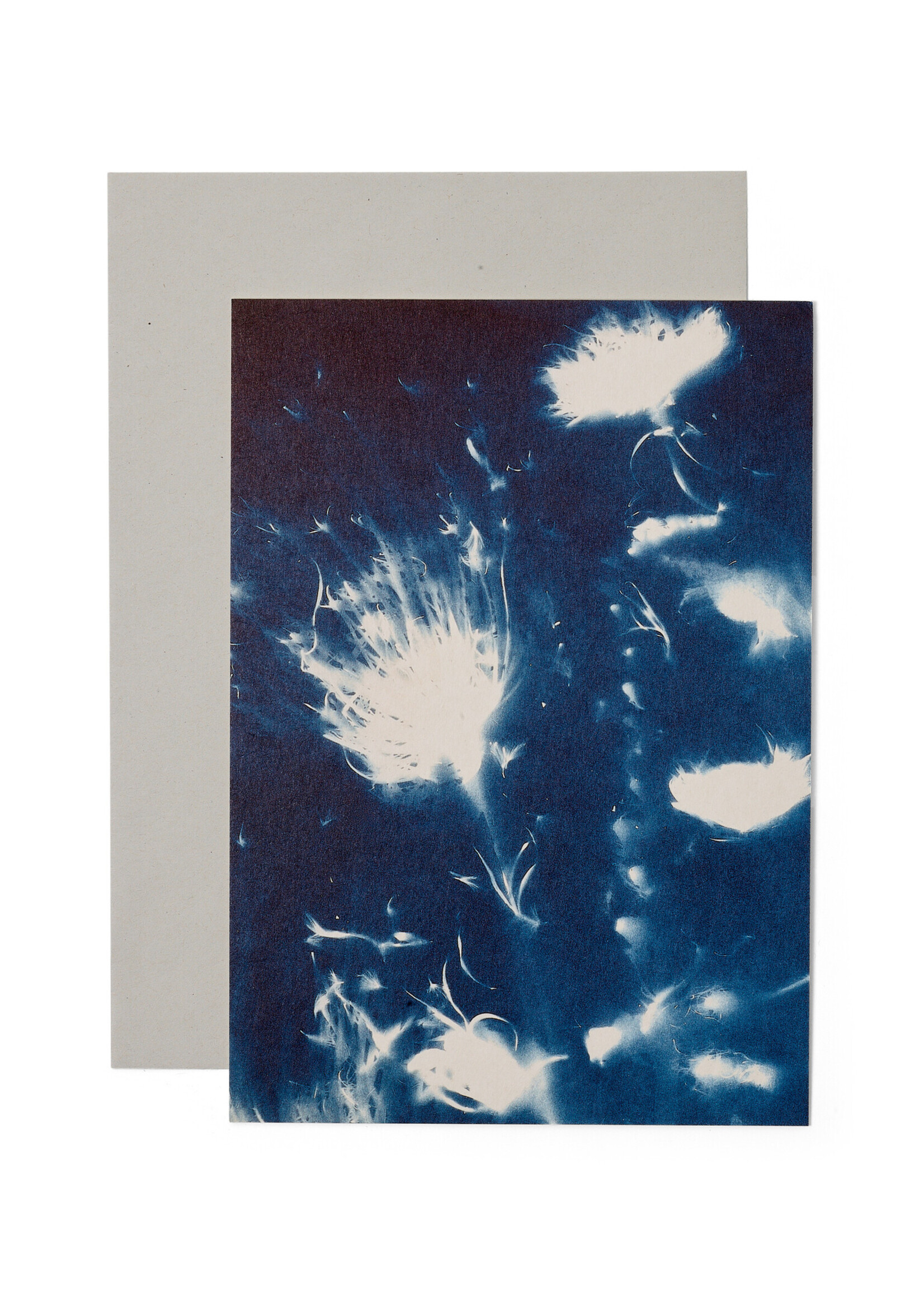 Karte / Print DIN A5, CYANOTYPE – fleurs séchées N°3, inkl. Couvert