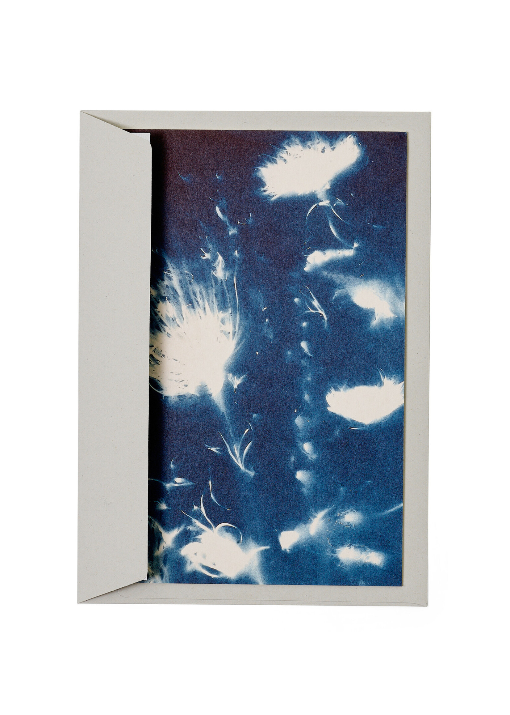 Karte / Print DIN A5, CYANOTYPE – fleurs séchées N°3, inkl. Couvert